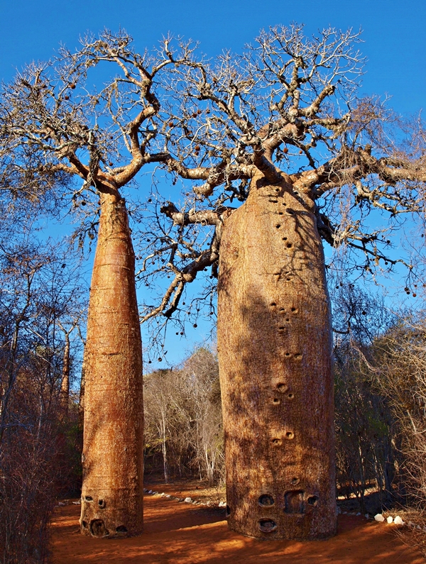 Baobaby rubrostipa, známe aj pod menom fony