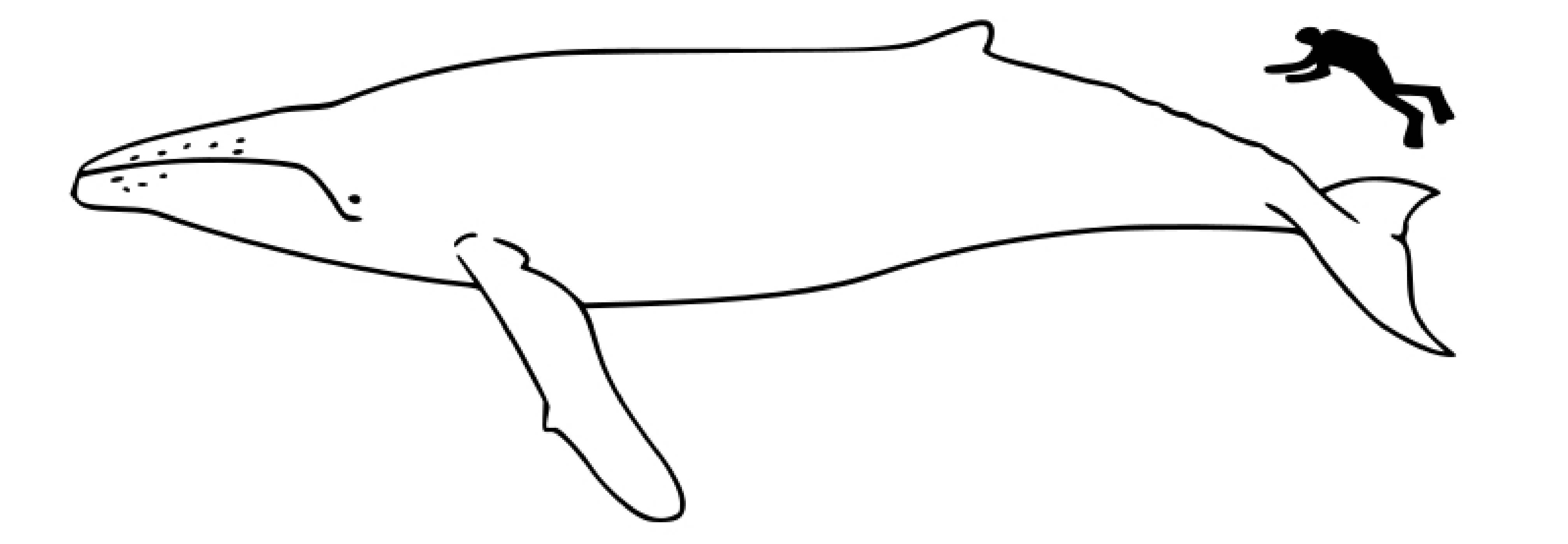 Финвал кит раскраска