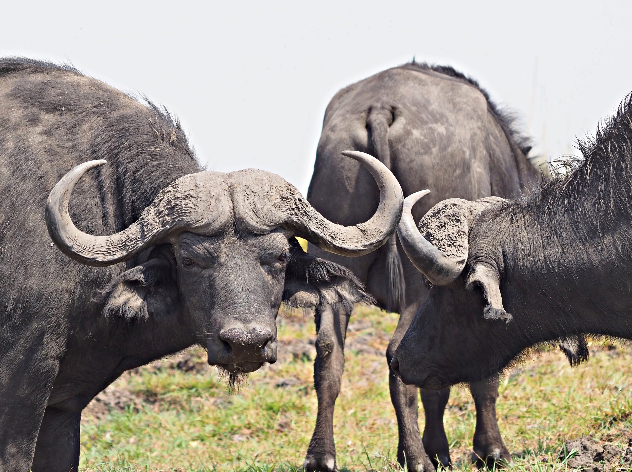 These are the most dangerous animals of Africa! Herbivores kill more people  than carnivores ☠ 